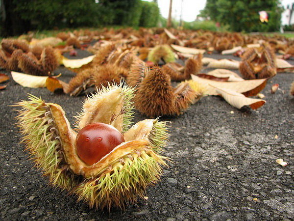 chestnut